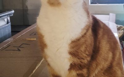 Weihnachtsbrief 2025